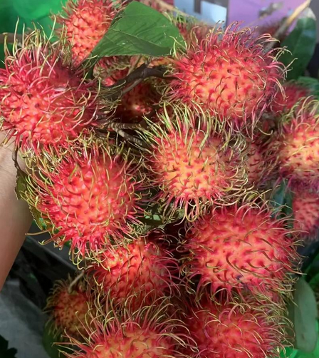 海南南繁种业集团参与起草的《红毛丹种质资源描述规范》获批发布